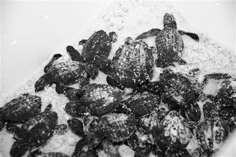 In this July 10, 2010 file photo released by NASA, the first group of hatchlings from endangered Kemp's ridley sea turtle eggs brought from beaches along the Gulf Coast are released into the Atlantic Ocean off NASA's Kennedy Space Center in Cape Canaveral, Fla. 